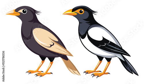 Photo of two asian pied starlings illustrations, isolated on white background