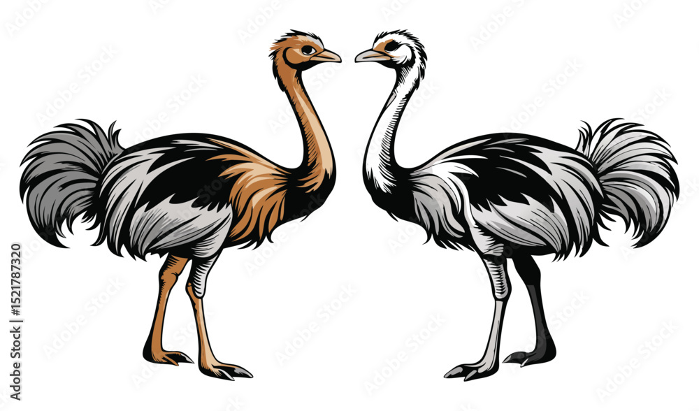 Fototapeta premium Photo of two rheas facing each other, isolated on white background