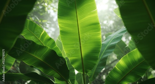 Exotic and Green: Focus on Banana Leaf Foliage