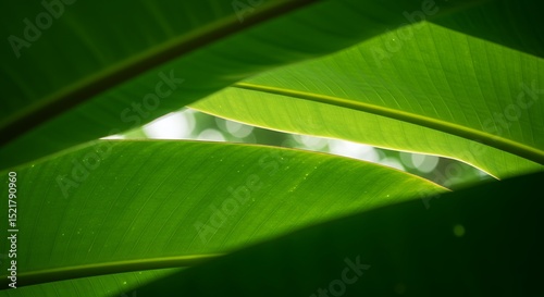 In the Heart of the Tropics: The Beauty of Banana Leaves