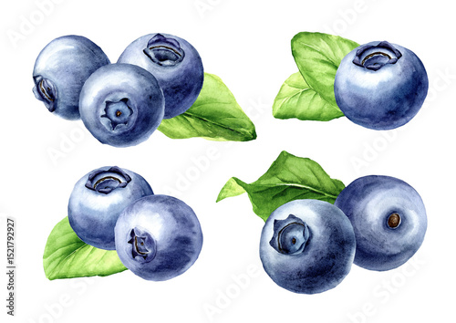 Fresh ripe wild forest blueberries set. Watercolor hand drawn illustration isolated on white background