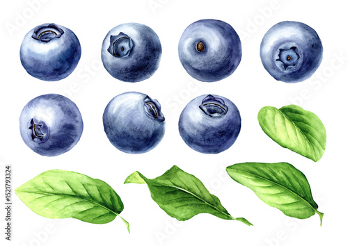 Wild forest blueberries and leaves set. Hand drawn watercolor illustration, isolated on white background