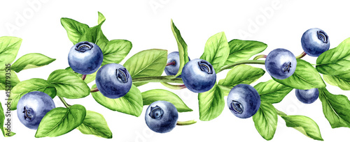 Blueberry seamless border. Hand drawn watercolor illustration isolated on white background.tif