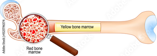 Bone structure and anatomy. Under a magnifying glass, Red bone marrow.