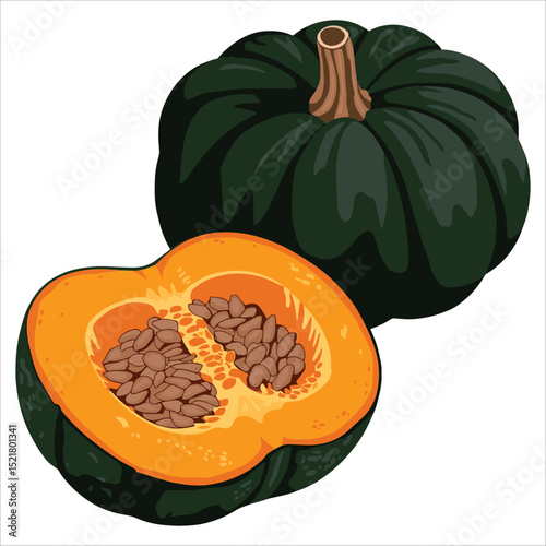 Seasonal Japanese squash, naturally sweet. Vector art for fresh ingredients, recipes, and food marketing.