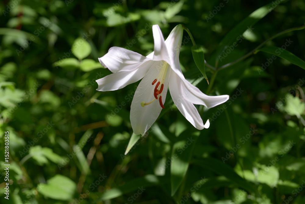 Obraz premium ササユリ