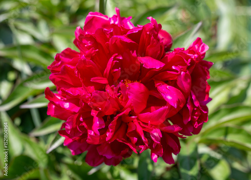 Vibrant close-up of a blooming red peony in lush green foliage