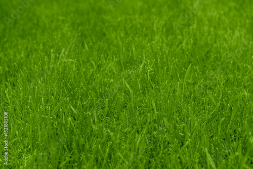 Close-up of fresh green grass in a vibrant sunny environment