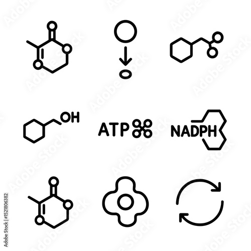 Calvin Cycle Icons. Outline icon set of Calvin cycle processes: ribulose bisphosphate, CO₂ fixation, 3-phosphoglycerate,