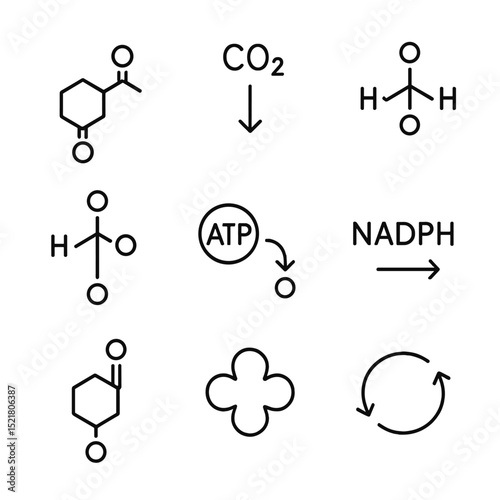 Calvin Cycle Icons. Outline icon set of Calvin cycle processes: ribulose bisphosphate, CO₂ fixation, 3-phosphoglycerate,