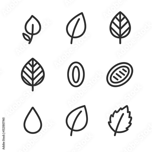 Leaf Structure Icons. Outline icon set of leaf formation and structure: leaf primordium, blade, petiole, midrib, vein network,
