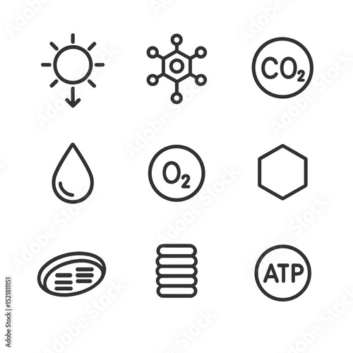 Photosynthesis Icon Set. Outline icon set of photosynthesis process: sunlight arrow, chlorophyll molecule, carbon dioxide bubble,