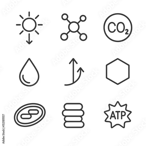 Photosynthesis Icon Set. Outline icon set of photosynthesis process: sunlight arrow, chlorophyll molecule, carbon dioxide bubble,