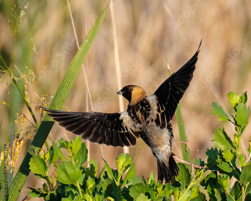 Male Bobolink Lifts Off