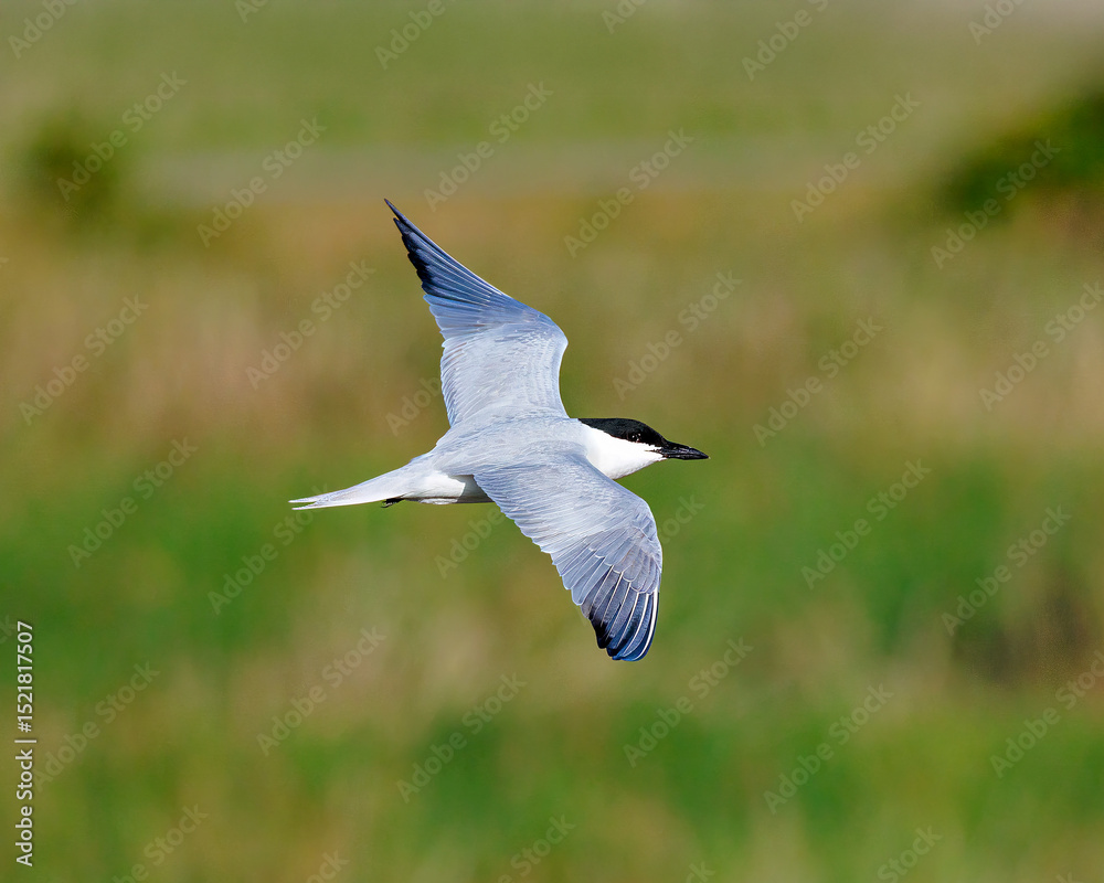 Gull-billed Tern Soars over Wetlands Gull-billed Tern Soars over Wetlands