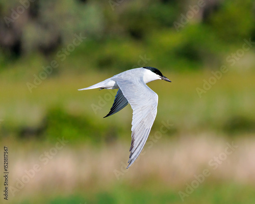 Gull-billed Tern searching for a Meal