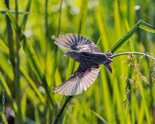 Female Bobolink takes off from a stalk of marsh grass