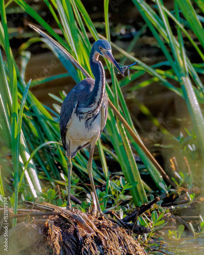 Tricolored Heron catches a Dragonfly for Dinner