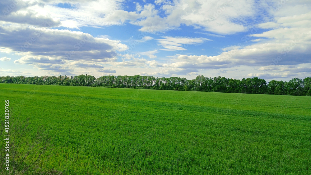 Fototapeta premium Beautiful green grass field and trees with clouds and sky