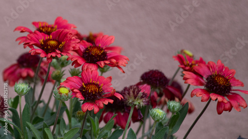 Red flowers outside