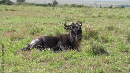 A sick wildebeest tries all he can to stand up but fails and eventually dies. photo