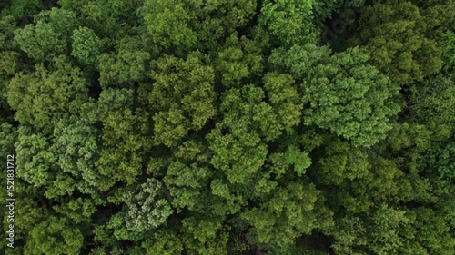 Drone shot and birds-eye aerial view looking straight down at top of treetops, green lush forest, trees, branches, and woods during a humid day in the midwest near Lancaster, Ohio with fog and plants
