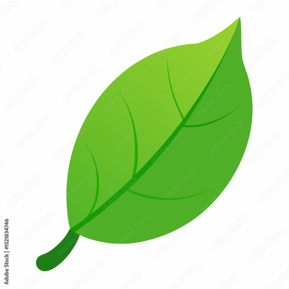 Fototapeta premium green leaf on white background