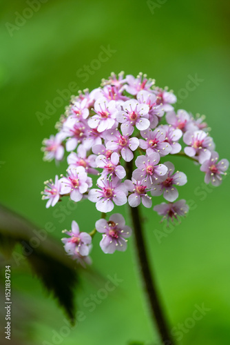 Close up of an Indian rhubarb plant  (darmera peltata) in bloom