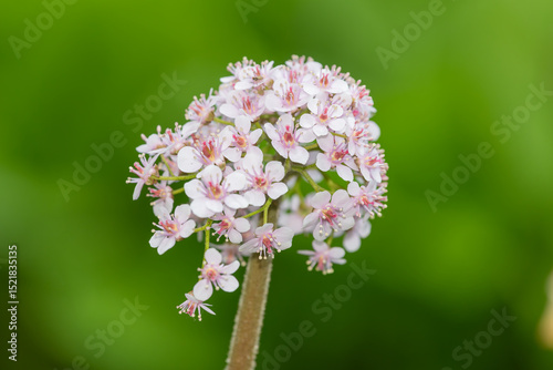 Close up of an Indian rhubarb plant  (darmera peltata) in bloom
