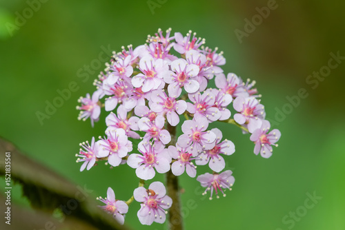 Close up of an Indian rhubarb plant  (darmera peltata) in bloom