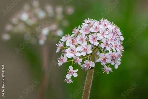 Close up of an Indian rhubarb plant  (darmera peltata) in bloom