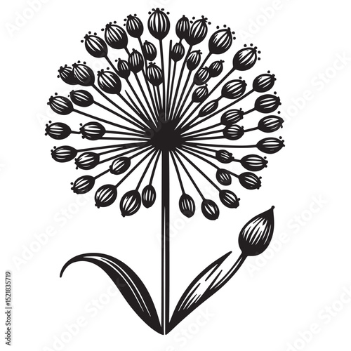 Allium Flower SVG