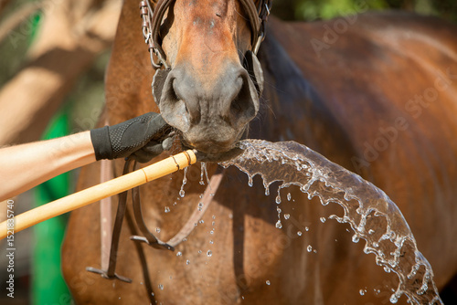 horizontal close-up photo of a horse drinking water from a hose. The topic of animal care, equestrian sports and veterinary medicine