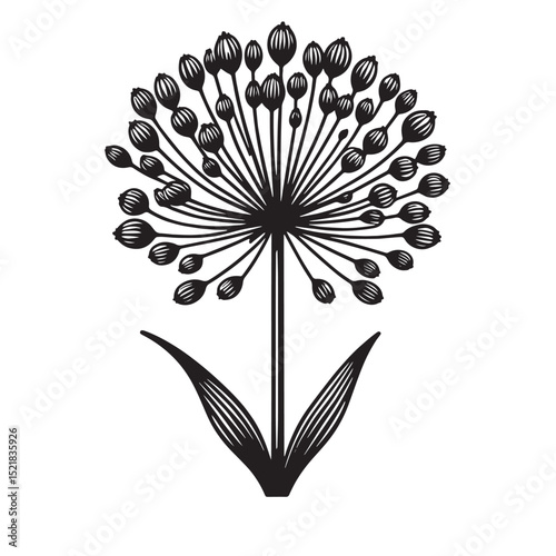 Allium Flower SVG