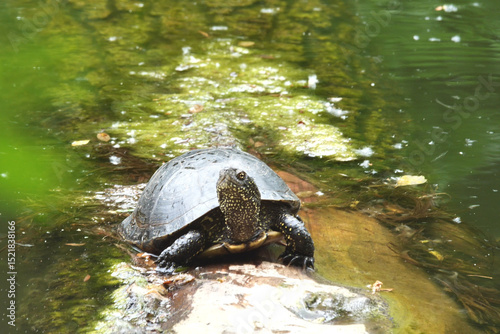 Swamp turtle, Emys orbicularis L. 
Swamp turtle - are predators. They prefer food of animal origin: insects, crustaceans, molluscs, tadpoles, frogs, fish. They also feed on algae and aquatic plants.
