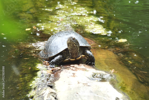 Swamp turtle, Emys orbicularis L. 
Swamp turtle - are predators. They prefer food of animal origin: insects, crustaceans, molluscs, tadpoles, frogs, fish. They also feed on algae and aquatic plants.
