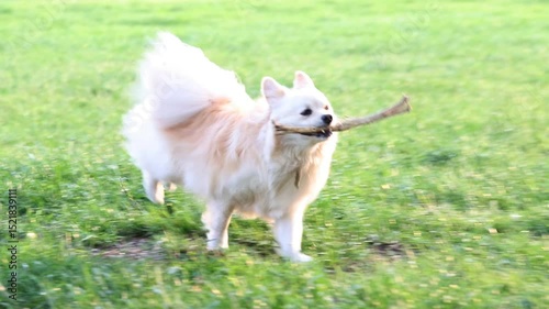 Happy Pomeranian running on green grass in the park. slow motion video of a dog
