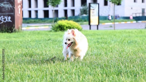 Happy Pomeranian running on green grass in the park. slow motion video of a dog
