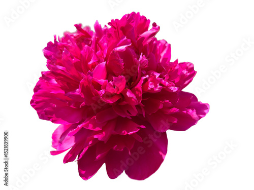 Fototapeta Naklejka Na Ścianę i Meble -  Close-up of a vibrant pink peony bloom, isolated on transparent background