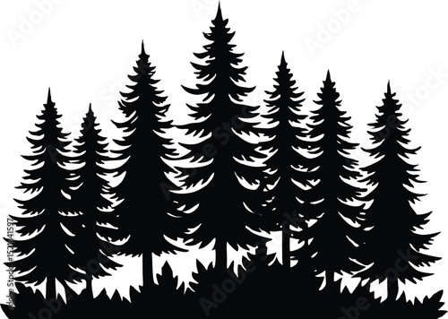 Silhouette of Spruce Forest With Undergrowth, Evergreen Forest Floor Silhouette