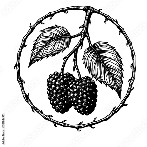 A detailed, close-up illustration of ripe berries with intricate details and textures inside the circle that shows the freshness.