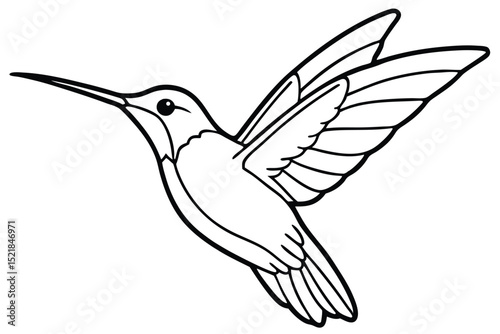 Artistic Line Drawing of a Hummingbird in Flight with Detailed Wing Structure