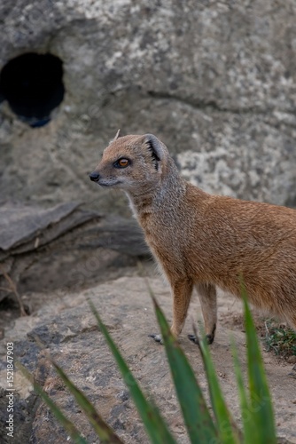 Portrait of a yellow mongoose (cynictis penicllata)