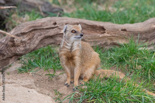 Portrait of a yellow mongoose (cynictis penicllata)