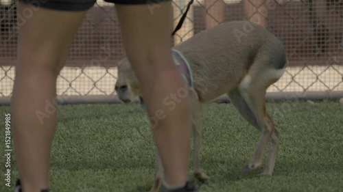 A pet Patagonian cavy is walked on a leash by its owner, calmly exploring the surroundings.