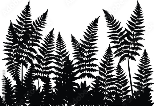 Silhouette of Ferns Under Forest Canopy, Forest Canopy Above Lush Ferns