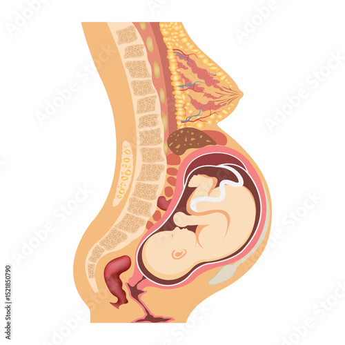 Pregnancy anatomy. Vector illustration of uterus with fetus and organs around
