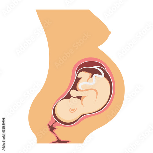 Pregnancy anatomy. Vector illustration of uterus with fetus