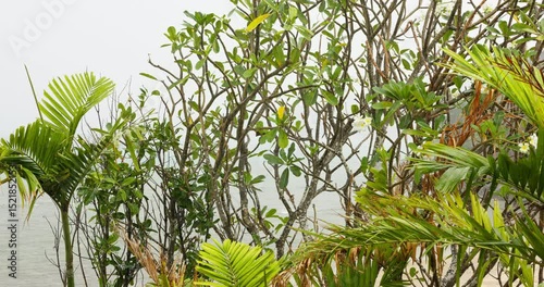 view from balcony from luxury villa to palm trees on the beach in heavy rain, nobody