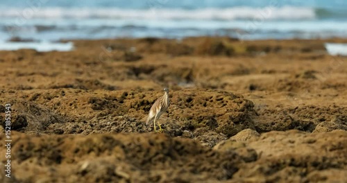 A wild bird hunts on a reef at low tide on the coast of Thailand in sunny weather, waves in the background